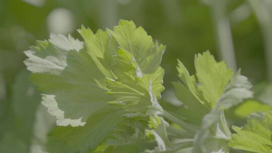 端午节艾蒿中草药艾草LOG素材