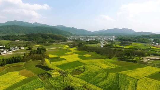 一大片油菜花航拍素材唯美广阔土地农田