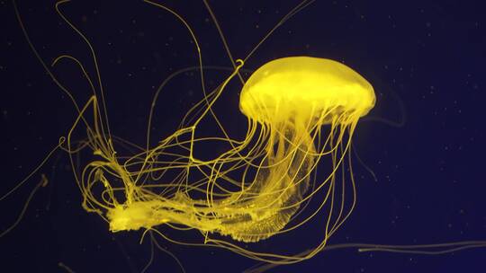 水母海底世界软体动物海洋特写