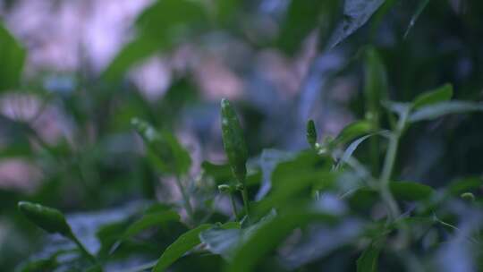 青辣椒指天椒特写镜头