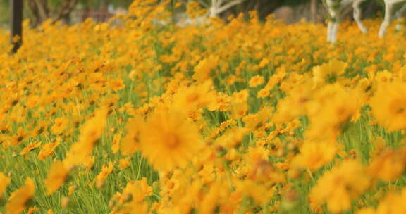 夏日阳光穿透花草手拂花朵