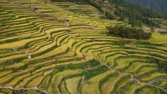 航拍浙江丽水云和梯田 秋天丰收的金色稻田