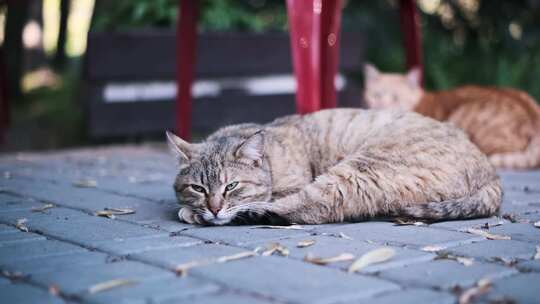 流浪猫在城市环境中看起来很警觉