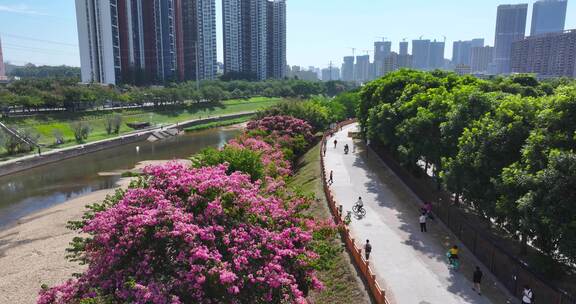 深圳龙华观澜花开异木棉生态15