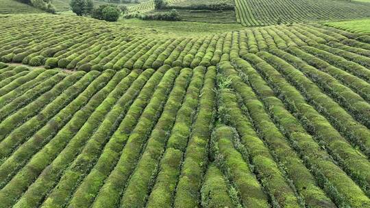 航拍贵州山区绿色有机茶园