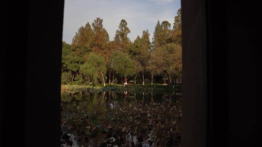 杭州西湖景区曲院风荷风景