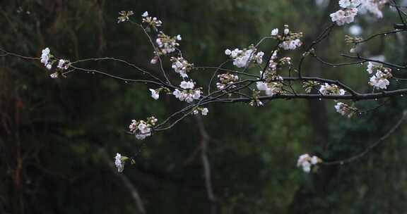 春雨绵绵美丽樱花