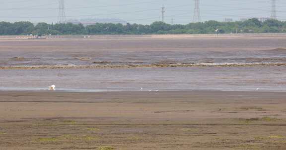 杭州市钱塘江潮水生态湿地白鹭