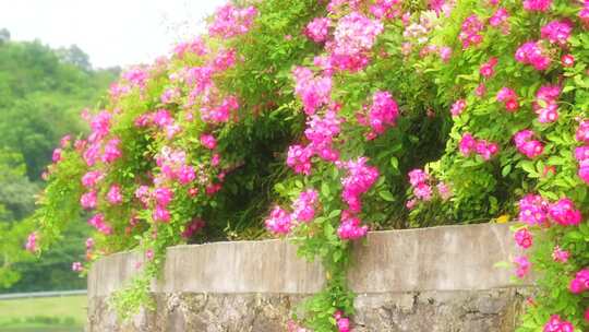 治愈系风景花朵