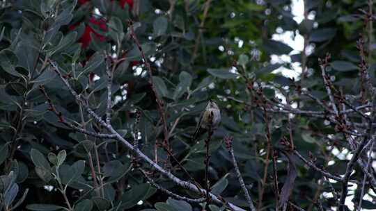 一只蜂鸟栖息在树枝上