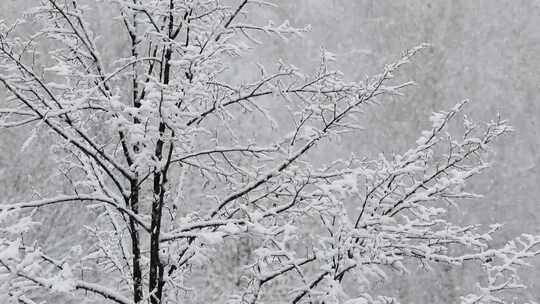 冬天森林里大雪纷飞积满树枝