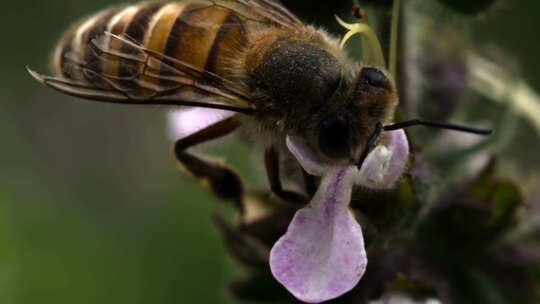 蜜蜂采蜜近景实拍