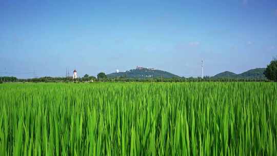 上海佘山国家森林公园远景与田园美景