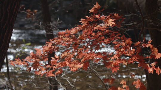 溪边枫树 溪水流淌 枫叶树枝摆动视频素材模板下载