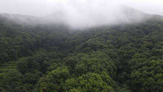 广西航拍 钦州 自然 绿色 山林 原始次生林