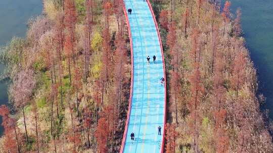 秋天水彬林中的成都天府绿道锦城湖路段