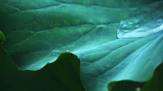 夏季下雨天荷花荷叶雨滴水滴水珠