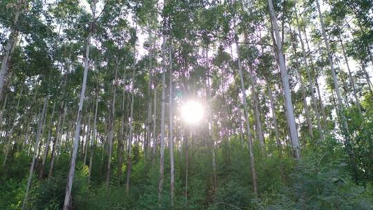 风吹树林光影阳光树叶森林树丛枝干枝叶丛林
