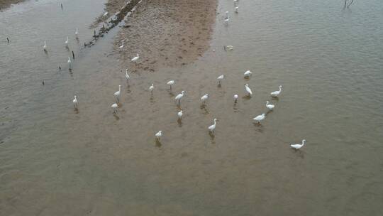 水边成群的白鹭