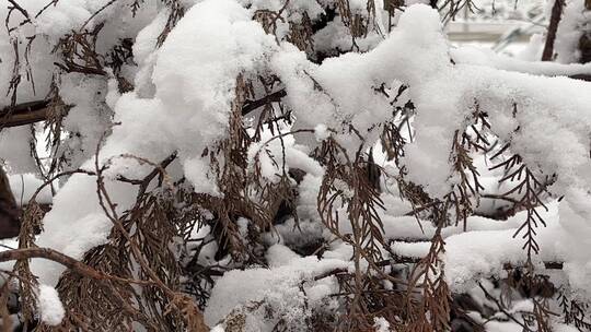 冬天的白雪视频