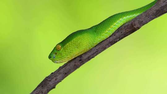 白唇毒蛇是东南亚特有的有毒毒蛇，经常被发