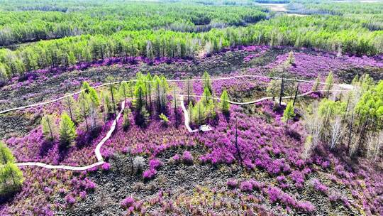 绽放在内蒙古火山岩上杜鹃花