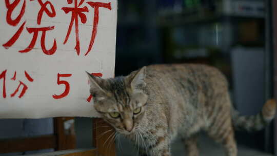 猫咪在写有‘饮料5元’牌子旁行走