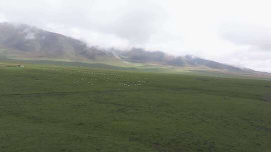 航拍青藏高原祁连大草原雪山牧场羊群