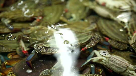 【镜头合集】海鲜市场卖飞蟹梭子蟹