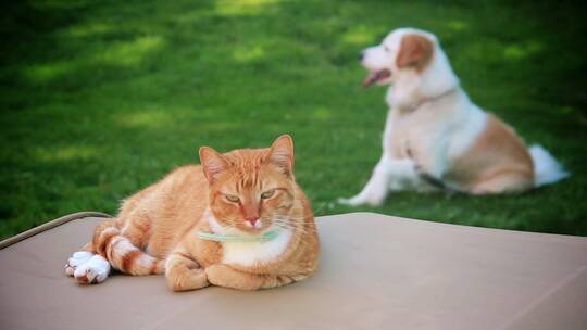 猫和狗草地上休息