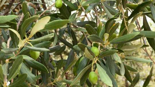 西班牙地中海边橄榄树上的橄榄