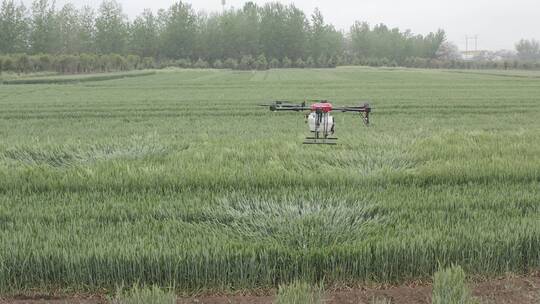 农业大疆植保无人机洒农药现代农业科技视频素材模板下载