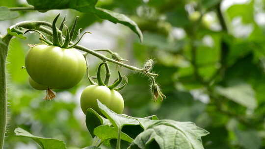 番茄西红柿种植