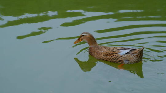 农村 池塘 鸭子戏水
