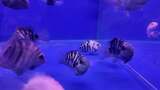 水族馆的鱼高清在线视频素材下载