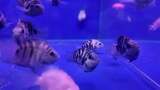 水族馆的鱼高清在线视频素材下载