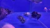 水族馆的鱼高清在线视频素材下载