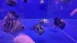 水族馆的鱼高清在线视频素材下载