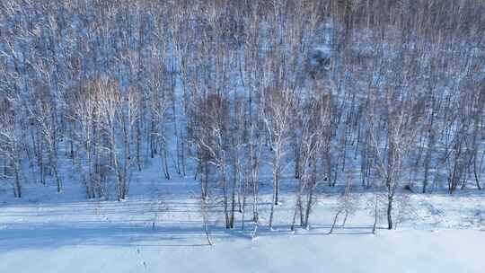 冰雪覆盖的树林和大地的壮观景象