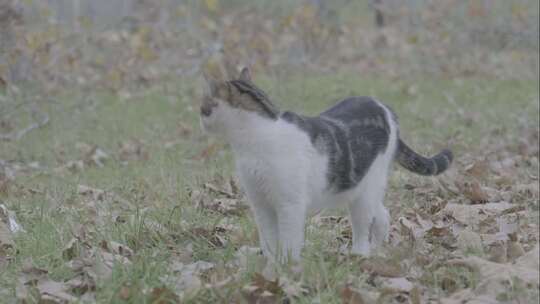 猫走在树林里