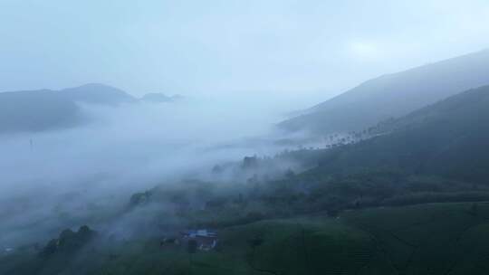 航拍茶山 茶山清晨云雾  云雾茶 茶山宣传片