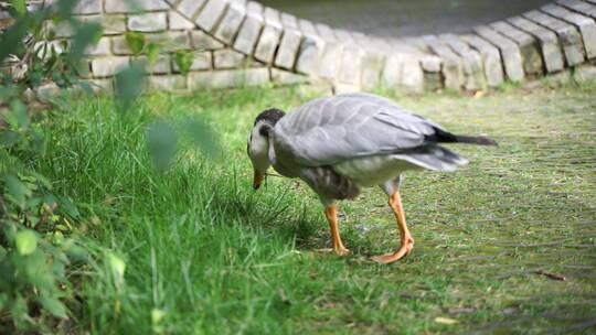 鸭子斑头雁在公园中行走吃草