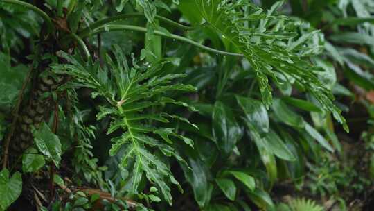 暴雨天森林中的绿色植物