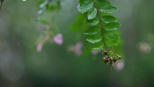 秋天白露节气雨中的紫薇花