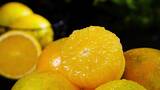 新鲜橙子组合高清在线视频素材下载