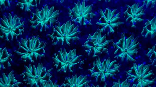海洋中发光的珊瑚视频素材模板下载