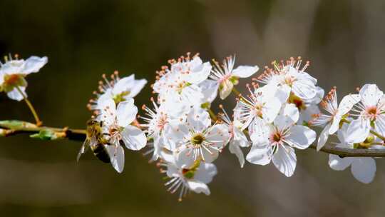 花朵盛开蜜蜂在采蜜