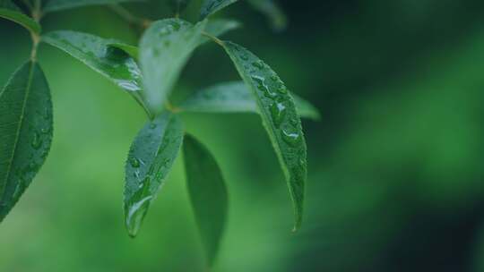 绿叶雨后雨滴水珠