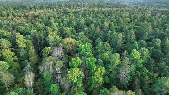 4K高清一大片森林日出群山大自然生态