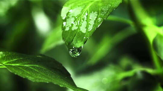 一滴水从一片绿色的树叶上落下视频素材模板下载